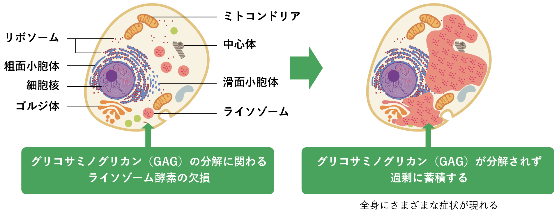 ムコ 多糖 と は